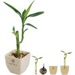 Bamboo Planter